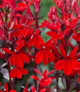 Lobelia fulgens, red